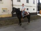 Reitpony-Stute
