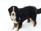 Wunderschöner Berner Sennenhund sucht Hundedamen