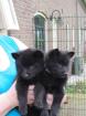 Belgisch Schipperke welpen
