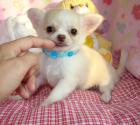 Chihuahua Creme/Weiß Langhaar