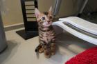 Niedliche Bengal Kitten Bengalen Katzen mit Stammbaum