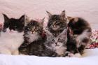 . Sehr typvolle Maine Coon Kitten mit Stammbaum .