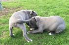 American pitbull welpen 13 wochen alt