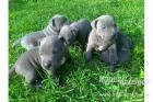American Pit Bull Terrier Welpen mit ADBA Papieren