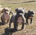 Pitbull Blueline welpen 12 Woche alt Reinrassig
