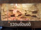Leopardgecko Gruppe Terrarium