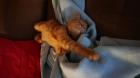Suche Deckkater für meine Prinzessin