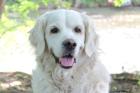 WHITE AMY - Golden Retriever - 9 Jahre - Tierhilfe-Franken e. V.