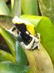 Dendrobates tinctorius Atachi Bakka