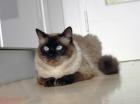 Deckkater