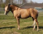 American Quarter Horse Deckhengst