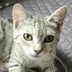 Fundkatze SILVER sucht ein Zuhause