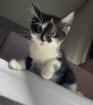 Babykatze Männlich