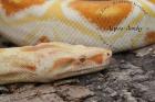 Boa constrictor albino sharp line Genetik Eine einfach rezessive Farbmutatio