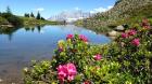 Fest zur Almrauschblüte