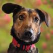 ARIS - Mix - 3 Jahre - Tierhilfe-Franken e. V.