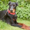 JASON - freundlicher Dobermann - 4 Jahre 9 Monate - Tierhilfe-Franken e. V.