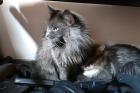 CHILI - Maine Coon - 5 Jahre - Tierhilfe-Franken E. v.