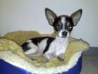 HUND wird VERMISST - HOHER FINDERLOHN