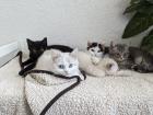 Reinrassige BKH Kitten