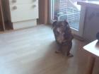 Verschmusster lieber Hund sucht vieleicht dich