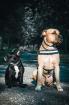 Chiko Mischling sucht zuhhause mit Garten