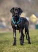 NAOMI - Deutsche Dogge - 5 Monate - Tierhilfe-Franken e. V.