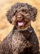 LA CODY - Lagotto Romagnolo - 5 Jahre - Tierhilfe-Franken e. V.