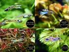 Guppy Mixe Versand/ Abholung
