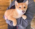 Michi - Shiba Inu-Mischling - lieb verspielt