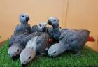 2 Graupapageien Männchen und Weibchen