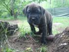 Keine Cane Corso Welpen sondern robuste