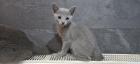 Reinrassige Russisch blau kitten champion linie Weibchen Stammbaum Maine co