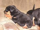 Rottweiler Welpen 6 Wochen alt 13. 03. 08
