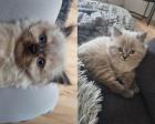 BLH/Ragdoll Kitten suchen ein liebevolles Zuhause