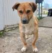 Lenny - ein absoluter Herzenshund