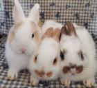 3 susse baby Kaninchen