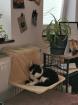 Allergienotfall Verschmuste freundliche Katze