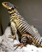 1. 1 Sungazer lizard Smaug Giganteus