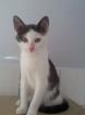 Katzen Baby s