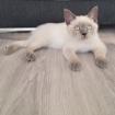 Verschmuster BKH Colorpoint Kater letzter aus Wurf abgabebereit