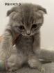 Bkh kitten zuckersüß
