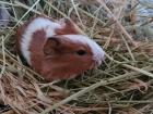 Meerschweinchen männlich glatthaarig