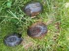 Biete adulte Moschusschildkrötenweibchen Sternotherus odoratus