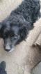 Ronna - Hundedame Ronna verliert ihr Zuhause dringend End- oder Pflegeplatz ges