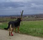 Seminar Erste Hilfe für den Hund in Waldkirch