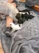 Bolonka/ Chinese crested Mixwelpen
