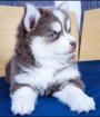 Siberia Husky-Welpen