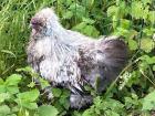 1 0 Seidenhuhn mit Bart in Silber-Wildfarbig
