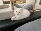 Maine Coon /BLH Katerchen Archie sucht ab 01. 08. 23 sein Zuhause